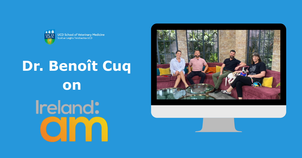 A promotional graphic for the UCD School of Veterinary Medicine featuring a computer monitor displaying a still from Ireland AM. In the image, presenters Síomha Ní Ruairc and Deric Ó h'Artagáin sit with Dr. Benoît Cuq, Finn Ryan of Laois SPCA, and her two dogs, Vernon and Mary-Margaret, on a red sofa. The text reads 